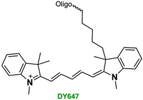Bio-Synthesis Inc. Oligo Structure